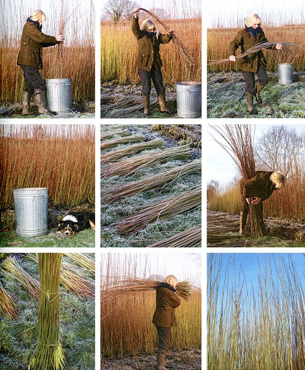 Willow A Guide to Growing and Harvesting by Jenny Crisp