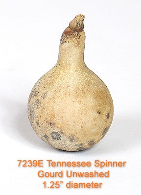 Tennessee Spinner Gourd Unwashed - LIMITED SUPPLY
