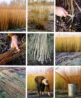 Willow A Guide to Growing and Harvesting by Jenny Crisp
